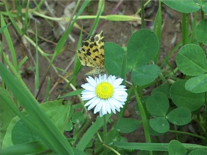 Gelber Fleckenspanner ( Pseudopanthera macularia ), Flügelunterseite, auf Margarite : Brüggen, Brachter Wald, 03.06.2005